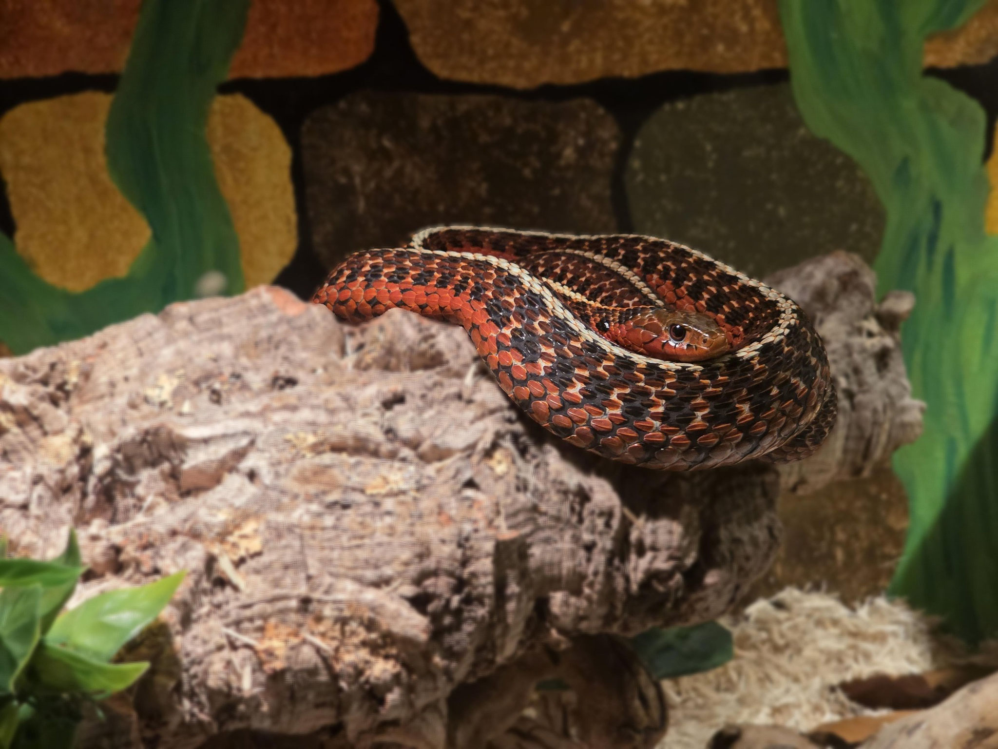 Strumpfbandnatter im Terrarium