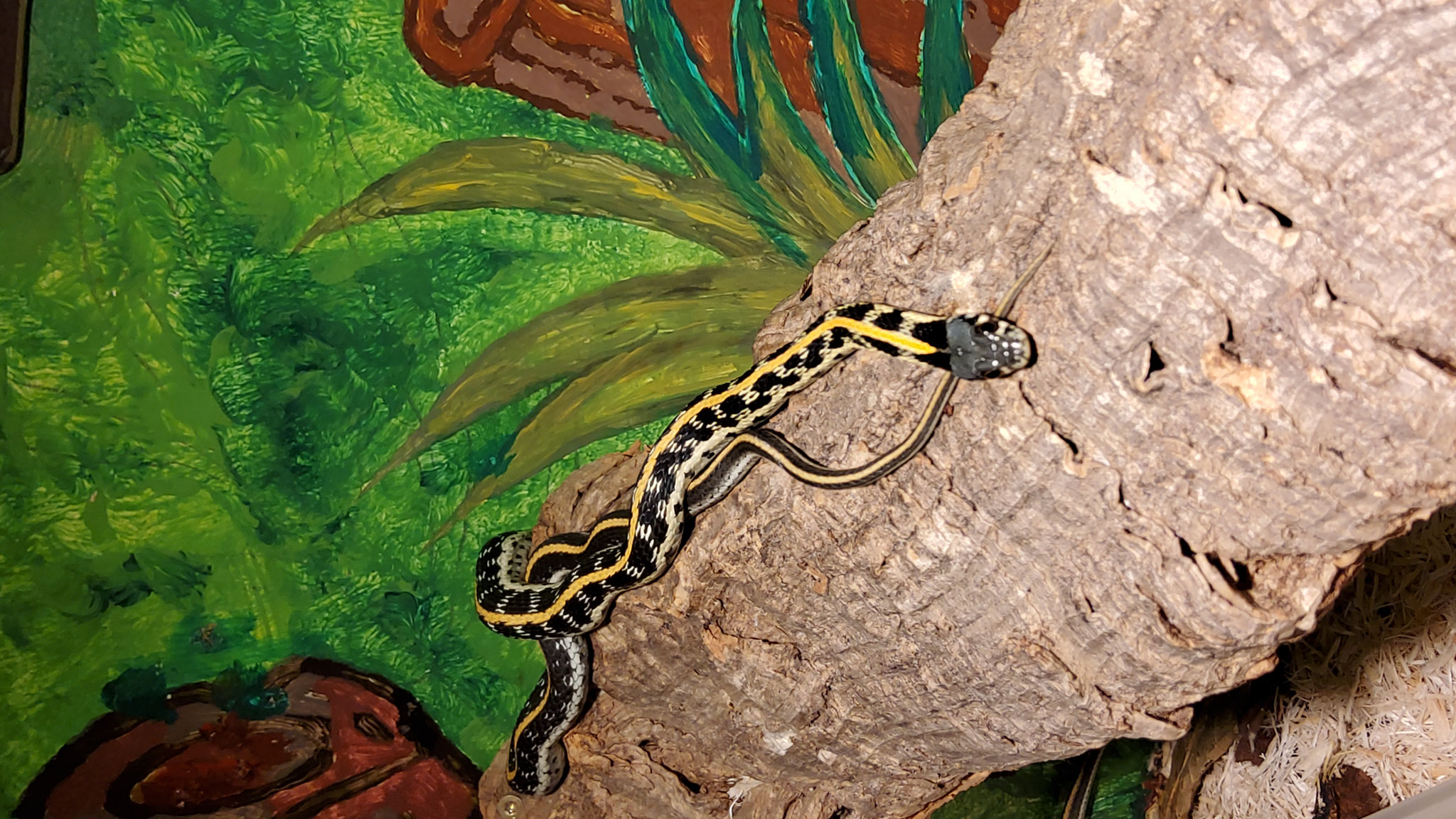 Thamnophis cyrtopsis ocellatus